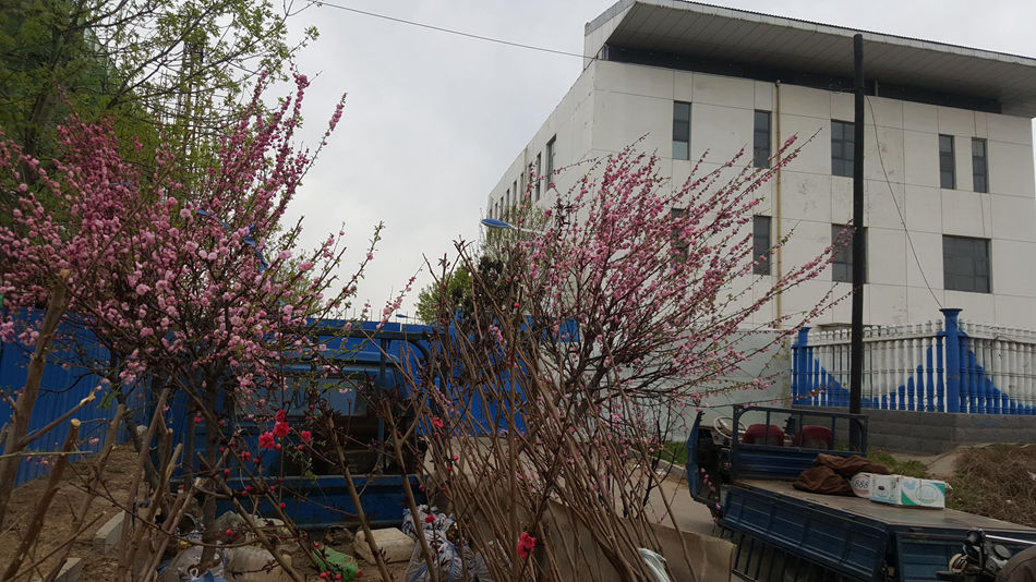 唐山市乐亭县大集,河北唐山乐亭大集