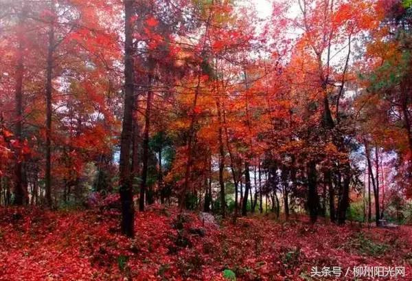 柳江区哪个镇最好,柳江区有好的发展吗