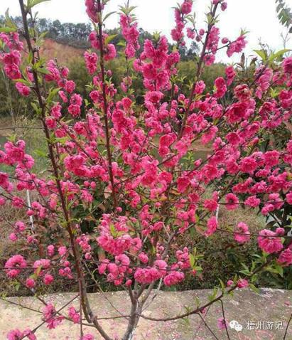 年初六广西梧州旅游攻略,广东人去广西梧州旅游