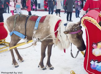 哈尔滨春节自由行,哈尔滨春节活动