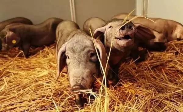 网易丁磊的猪怎么样了,网易养猪丁磊现状