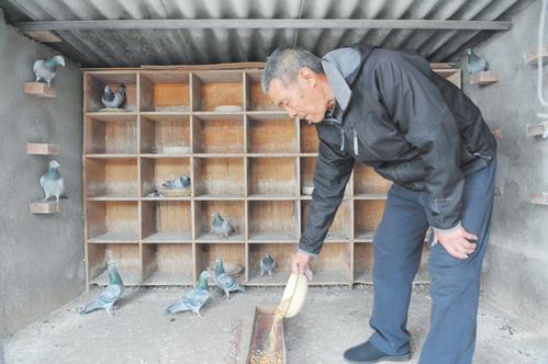 太原市鸽将军,太原鸽将军