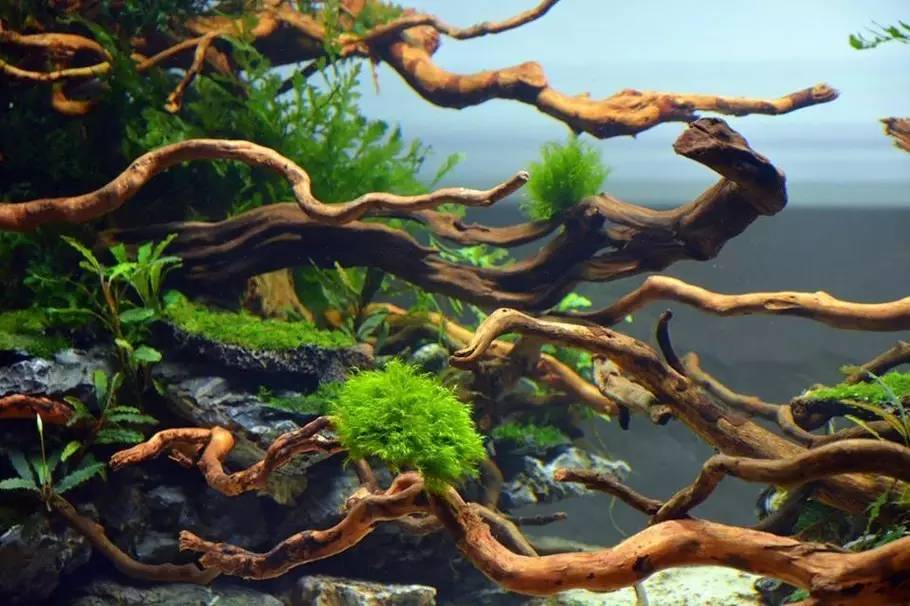 比较好打理的草缸,最适合新手的草缸