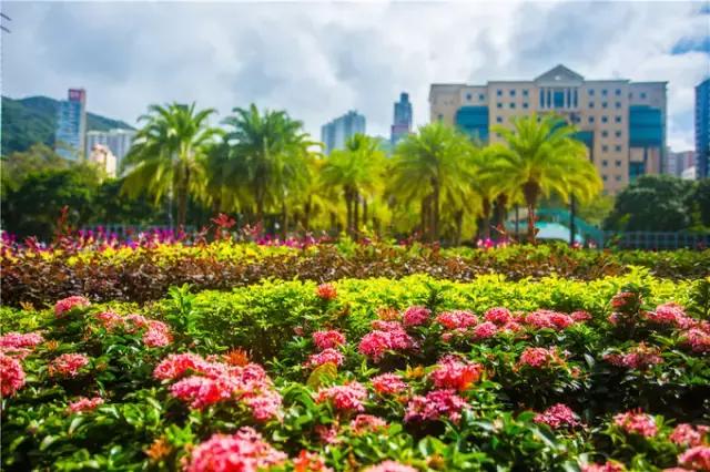 香港tvb的发展历程,香港tvb怀旧之旅