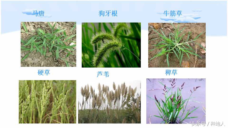 马上开始播种花生,快要种花生了