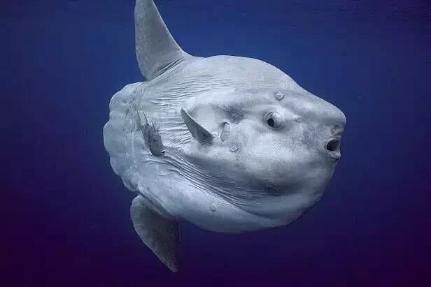 重庆适合小盆友去玩的海洋公园,重庆适合成年人玩的海洋公园推荐