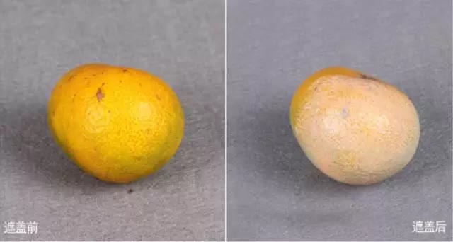 杨幂适合什么粉底液色号,杨幂同款粉底液