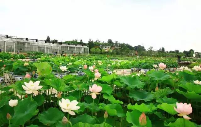 魔法宝贝门票,魔法宝贝团购