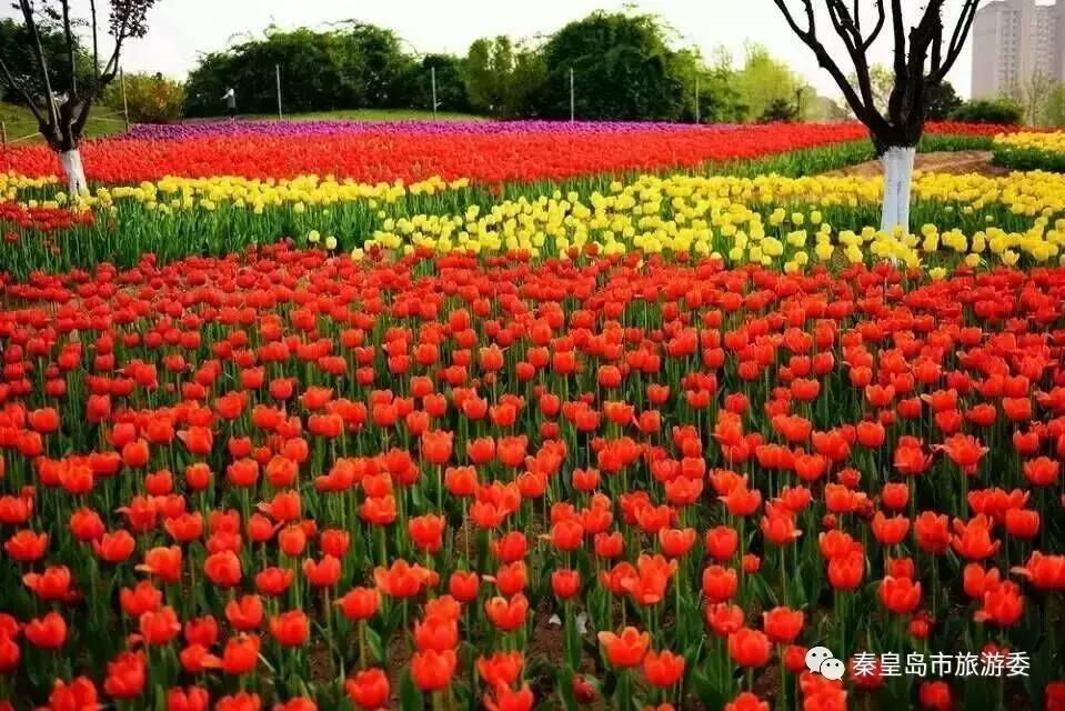 给所有秦皇岛人,这里有一份春天请你查收!