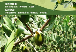 自制身体按摩油,自制推拿按摩油的配制