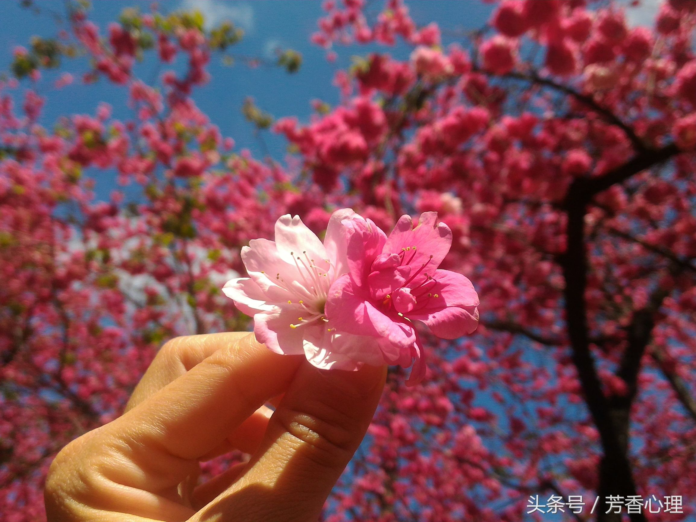 心理咨询师专业难点,心理治疗师重点知识点总结