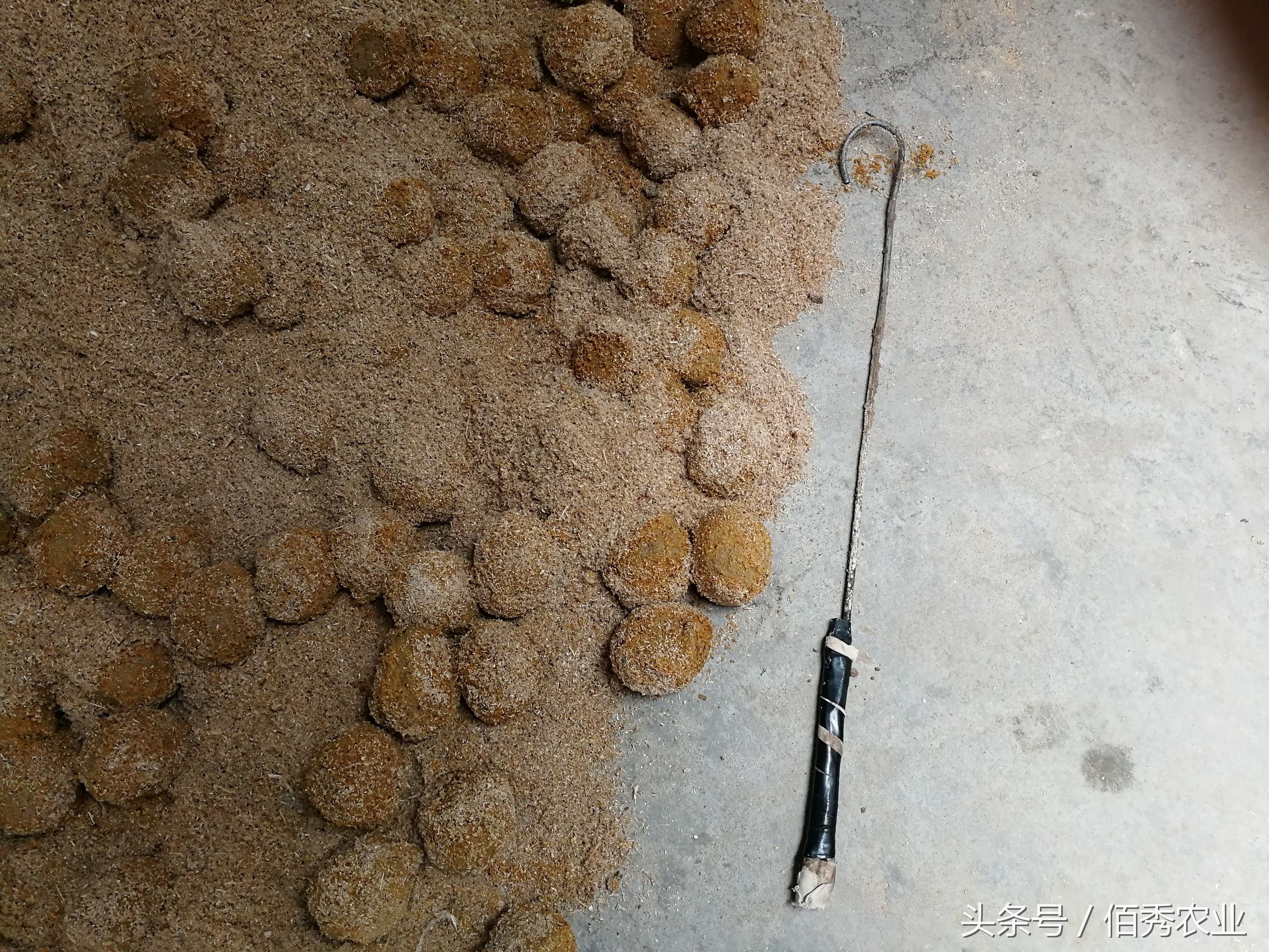 变蛋五毛钱,烧变蛋治拉肚子吗