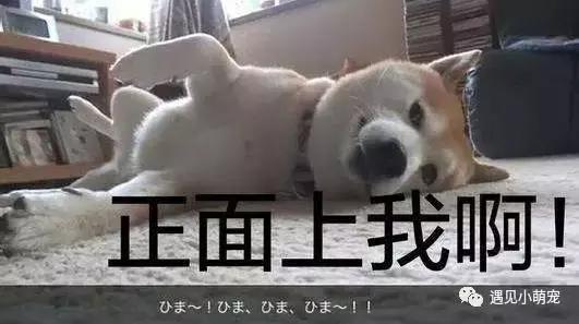 我们走——我们去看皮皮狗~