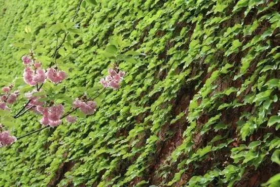 佳能800d与77d哪个更好有什么区别,佳能77d和佳能800d哪个值得入手