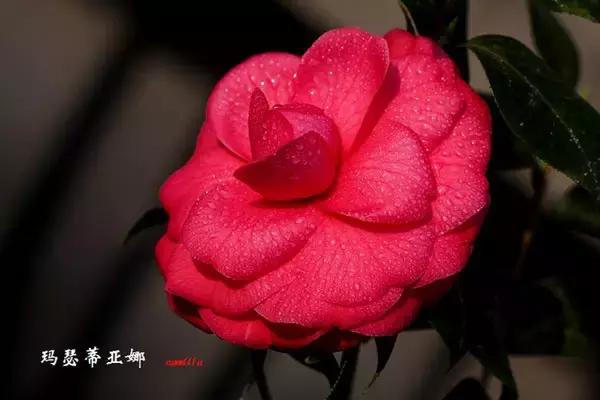 四大名花之山茶,中国百种山茶图片