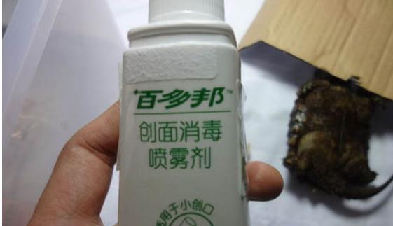 帮乌龟处理疥疮全过程,乌龟长疥疮了怎么治疗