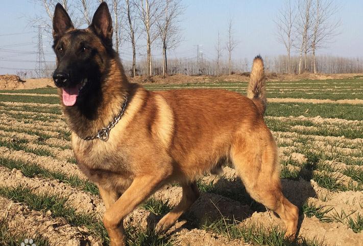 历史上有名的马犬,马犬狗出名