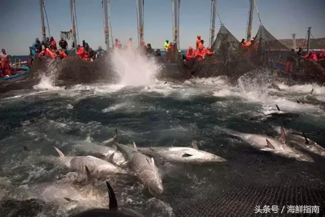 蓝鳍金枪鱼是怎么养殖的,蓝鳍金枪鱼怎么在家养