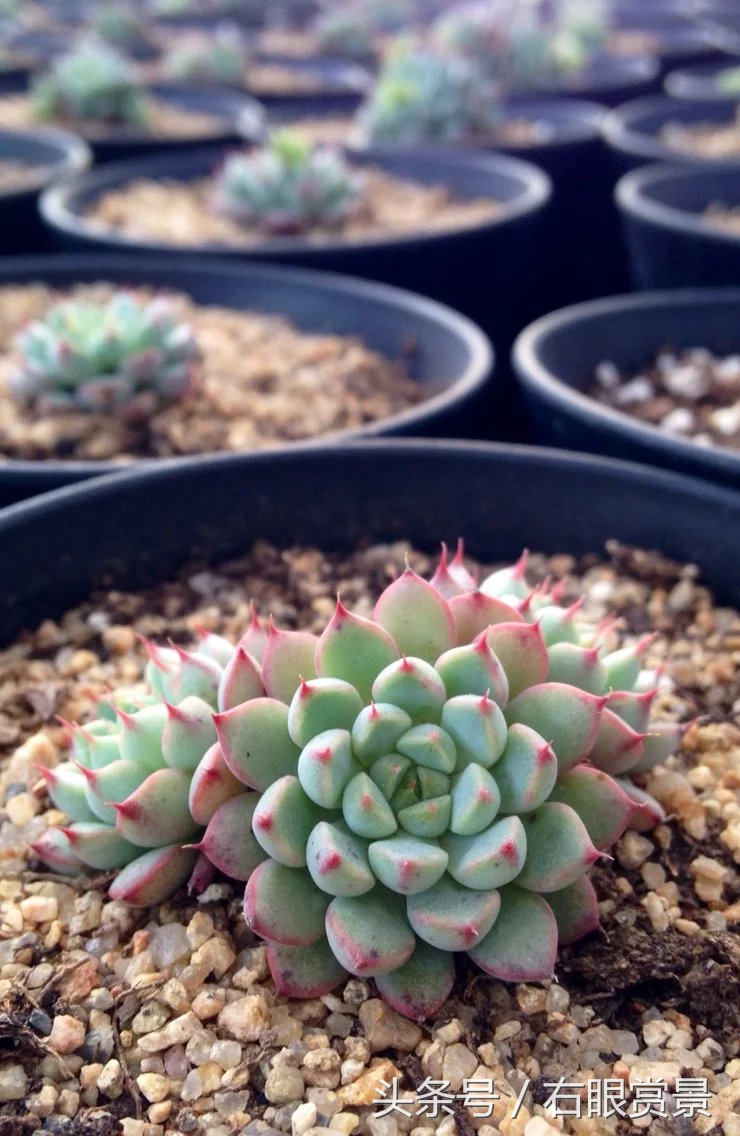 精品多肉颗颗都是韩版欧货老桩让您大呼过瘾