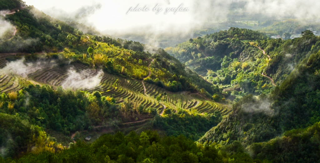 云端上的世外桃源，看看浇灌牛奶和土鸡蛋的有机乌龙茶长成啥样