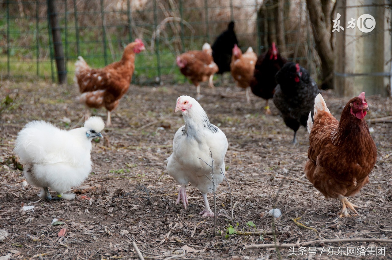 鸡群啄肛的原因是什么,鸡群啄毛的原因