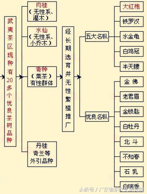 大红袍知识点全解,辽宁干货大红袍货源充足