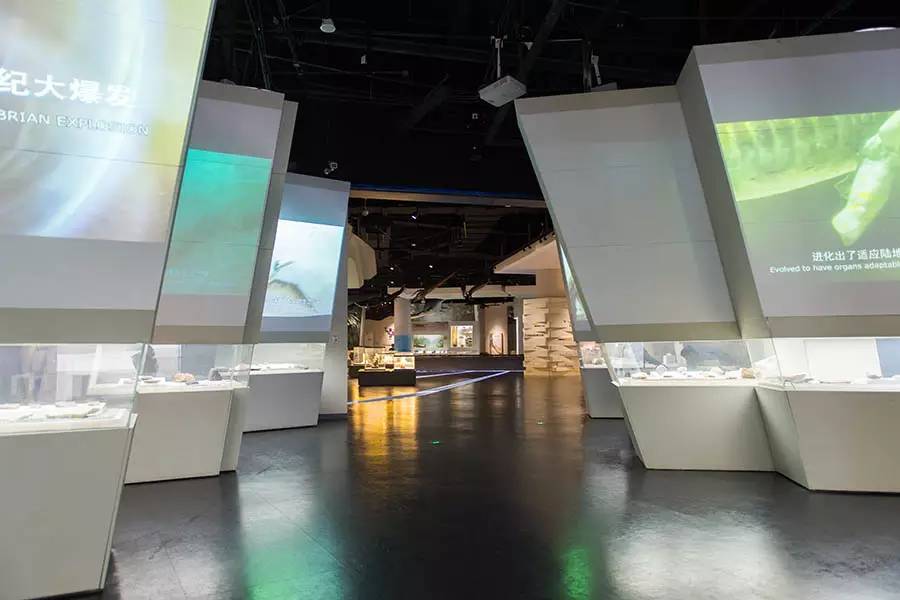 探寻人类的起源之谜,探寻人类祖先的奥秘