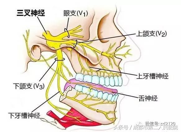 三叉神经痛你能扛得住吗,三叉神经疼得受不了直哭