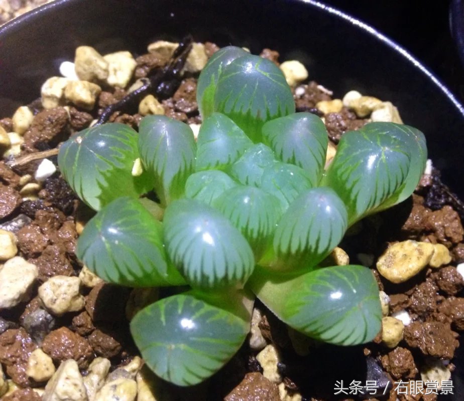 精品多肉颗颗都是韩版欧货老桩让您大呼过瘾