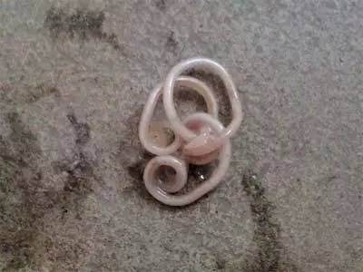 狗狗软便原因分析,五个月的狗狗软便是什么原因