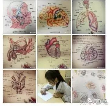 这美女厉害了!福州女大学生手绘人体解剖图太逼真!