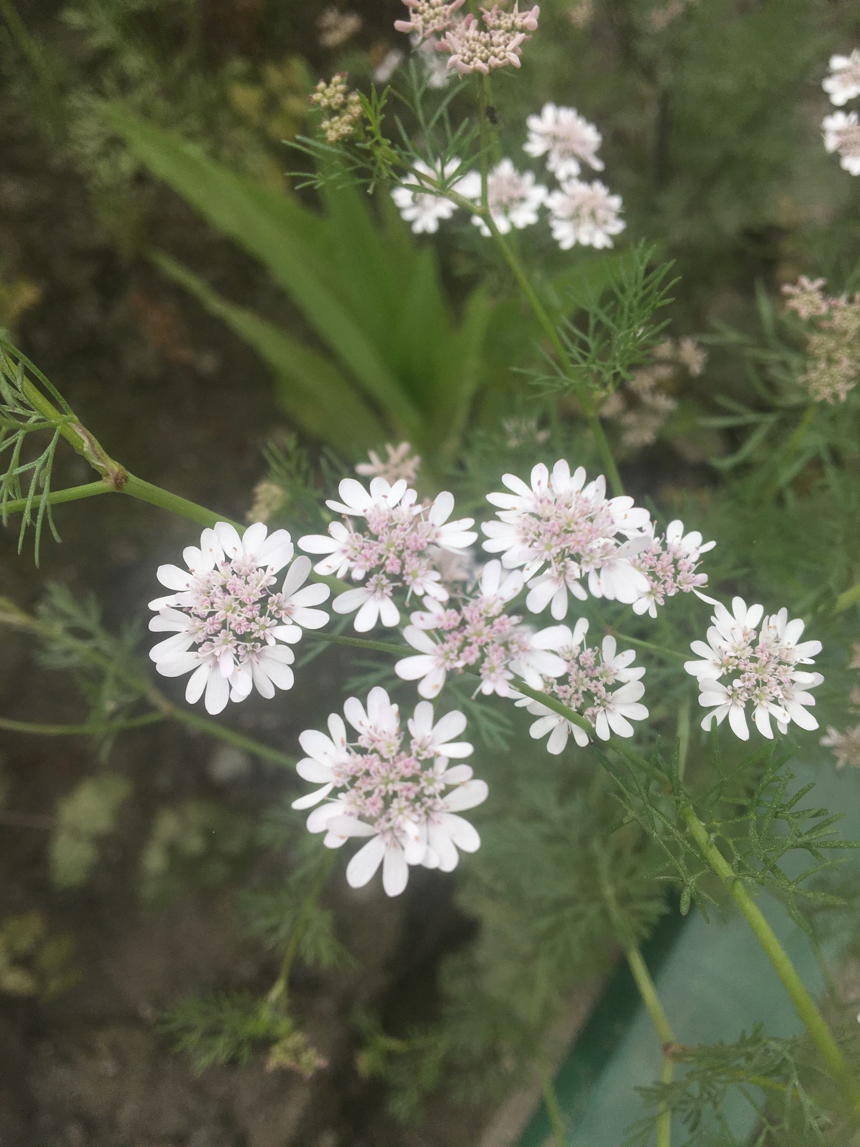 你可能没有见过的精彩片段,你可能没见过的花