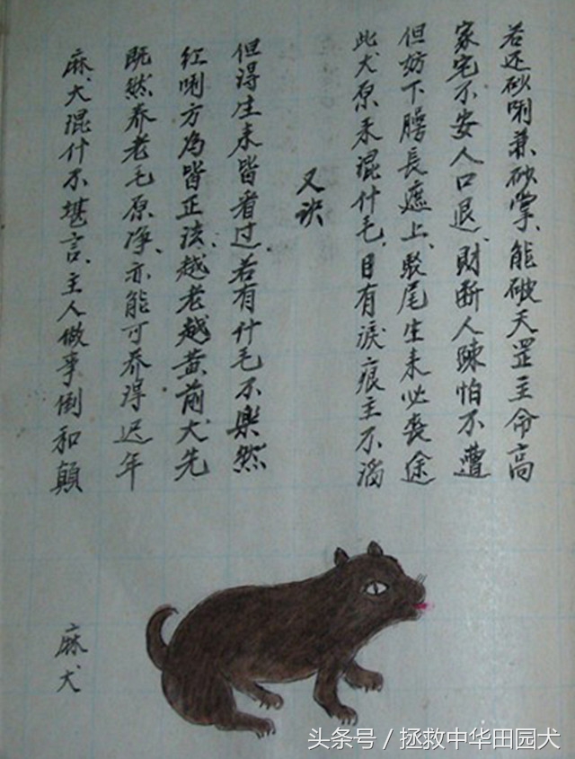 狗种类大全中华田园犬,中华田园犬之四眼土狗科普