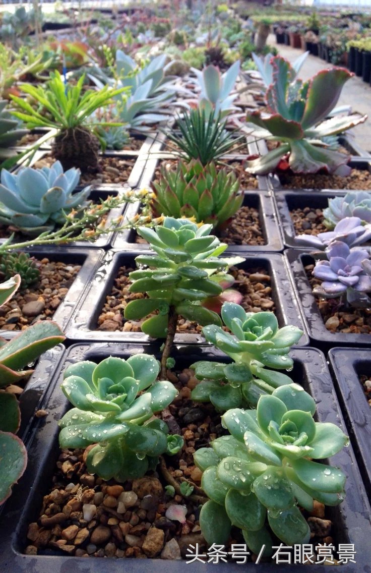 精品多肉颗颗都是韩版欧货老桩让您大呼过瘾