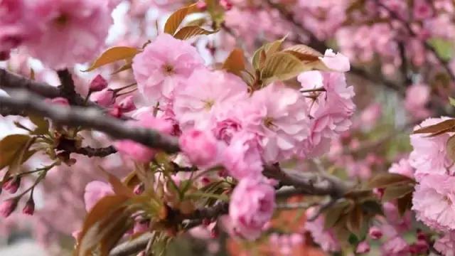 花木博览园一日游,春季游玩博览会