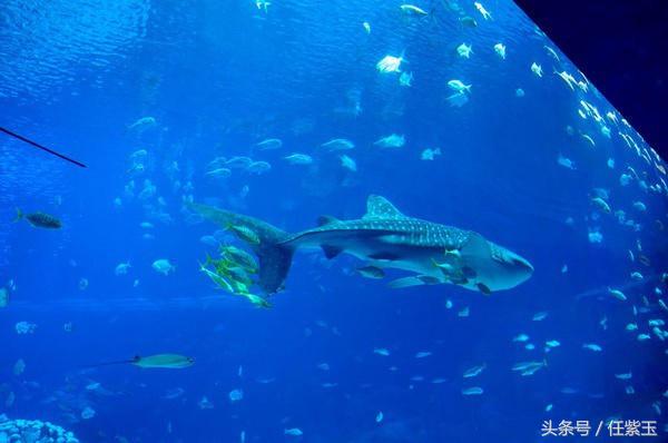 长隆海洋王国亲子游路线,一天游珠海长隆海洋王国亲子攻略