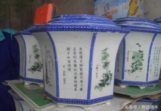 陶瓷花盆适合种什么花,仿瓷的花盆养花好吗