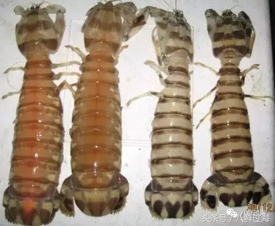 比手臂还粗的皮皮虾你吃过了吗,比手臂还要大的皮皮虾你吃过没有