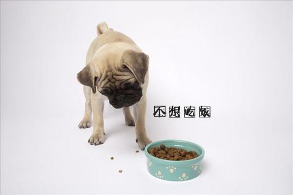 狗狗厌食呕吐无精打采怎么办,狗狗厌食怎么办吃了东西就吐