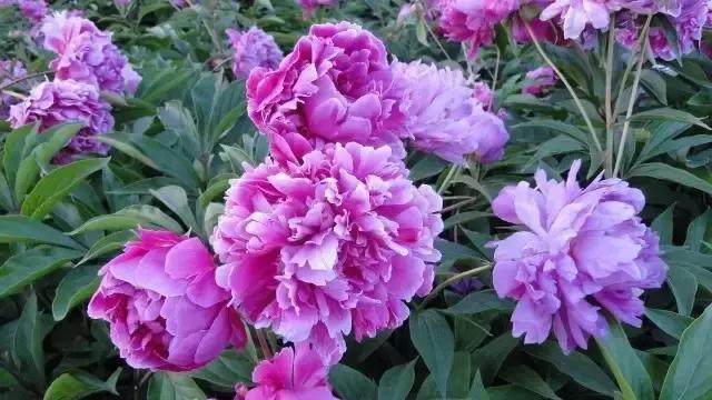 花木博览园一日游,春季游玩博览会