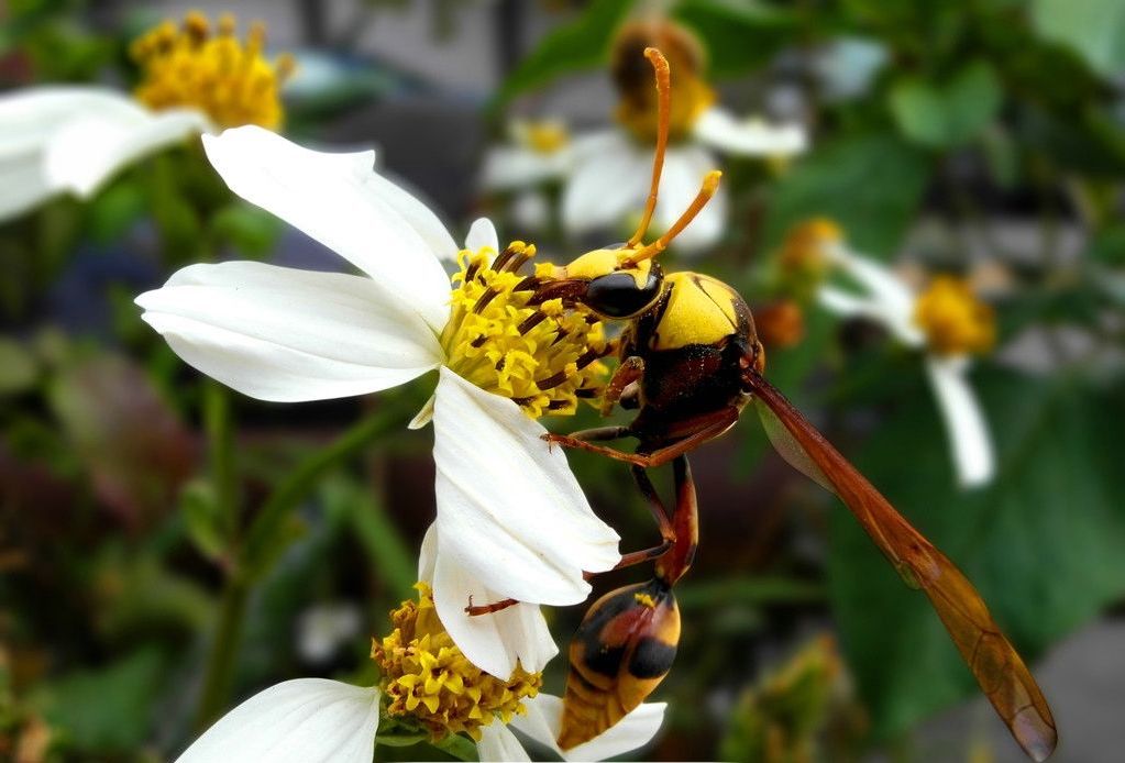 揭秘大黄蜂帝国：生殖机器、面部识别、信息控制、血腥杀戮