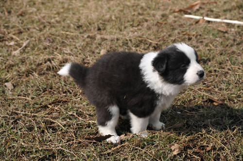 利用浴室训练幼犬定点大小便,怎么控制幼犬随时随地大小便