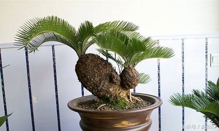 苏铁适宜在什么土中生长,苏铁的养殖方法与栽培技术