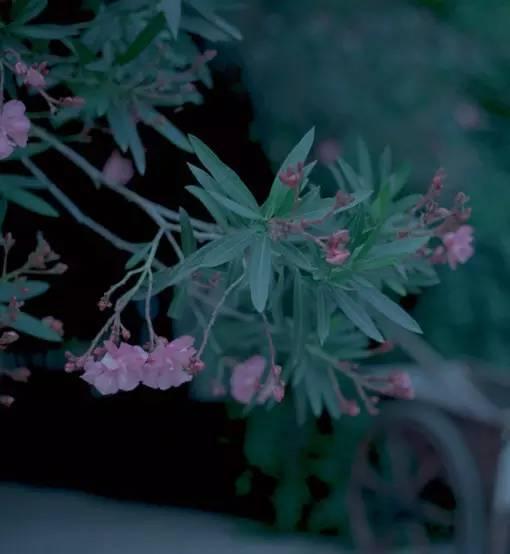 你有冷香丸吗?你还在谷雨过敏吗?