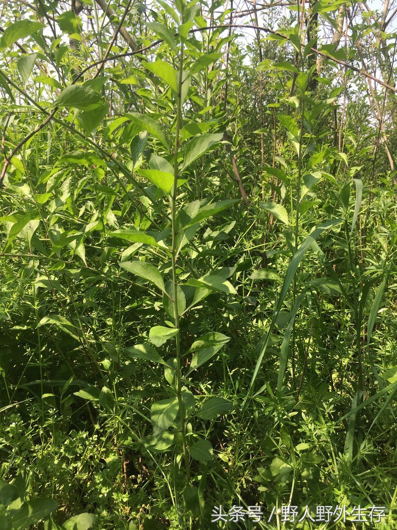 野生枸杞芽野菜,美味的纯天然野菜