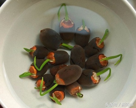 碗莲不用泥土用水能开花吗,碗莲水养的种植方法和注意事项