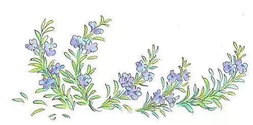 芳香的造句,芳香的流年