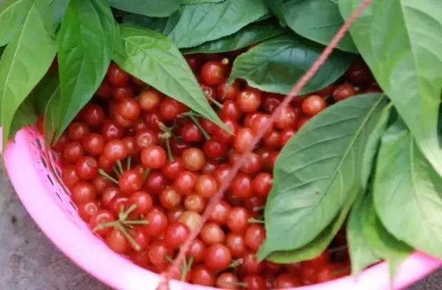 成都周边哪里樱桃最好吃,成都樱桃采摘园附近最近地方