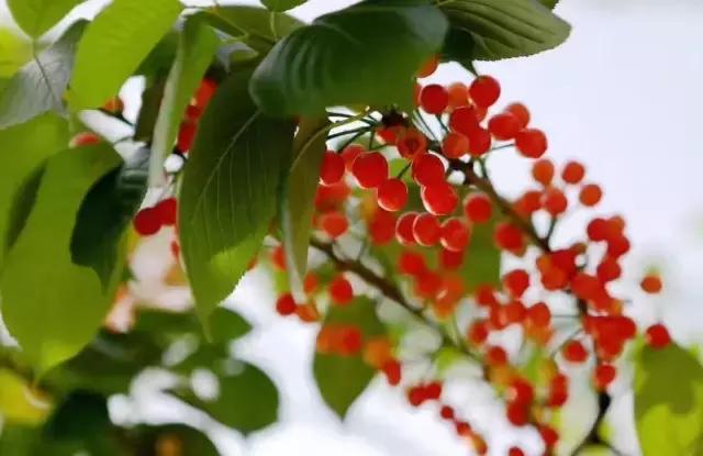 成都周边哪里樱桃最好吃,成都樱桃采摘园附近最近地方