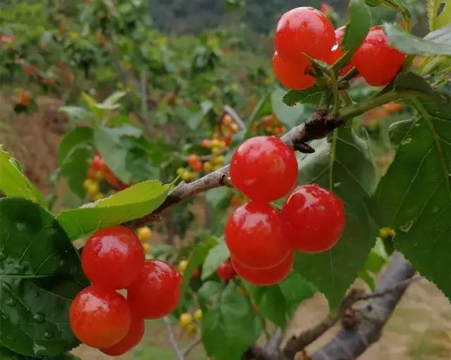 攀枝花的樱桃桑葚熟了,攀枝花樱桃口感